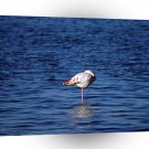 Bird Flamengo Sleeping A1 Xlarge Canvas