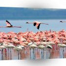 Bird Flamingos Lake Nakuru Kenya A1 Xlarge Canvas