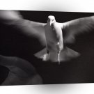 Bird Freedom Of Spirit A1 Xlarge Canvas