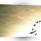 Bird Geese Fly East A1 Xlarge Canvas