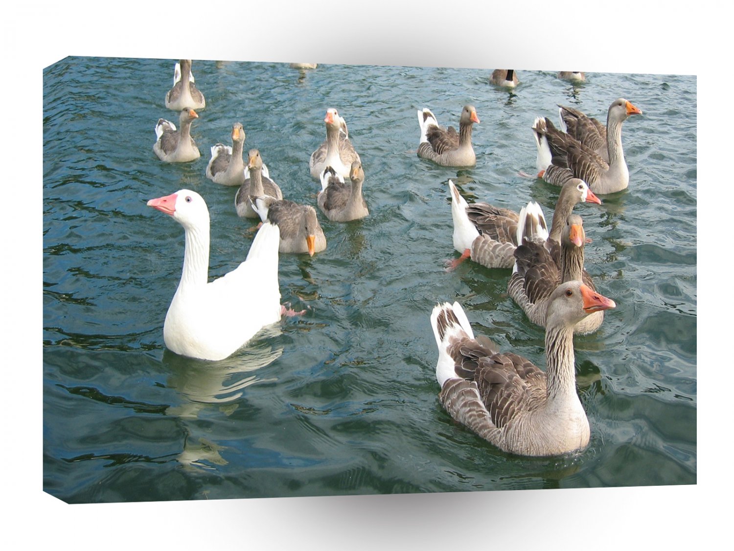 Bird Geese Parade A1 Xlarge Canvas