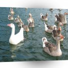 Bird Geese Parade A1 Xlarge Canvas