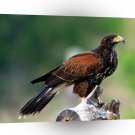 Bird Getting Lay Of Land Harris Hawk A1 Xlarge Canvas