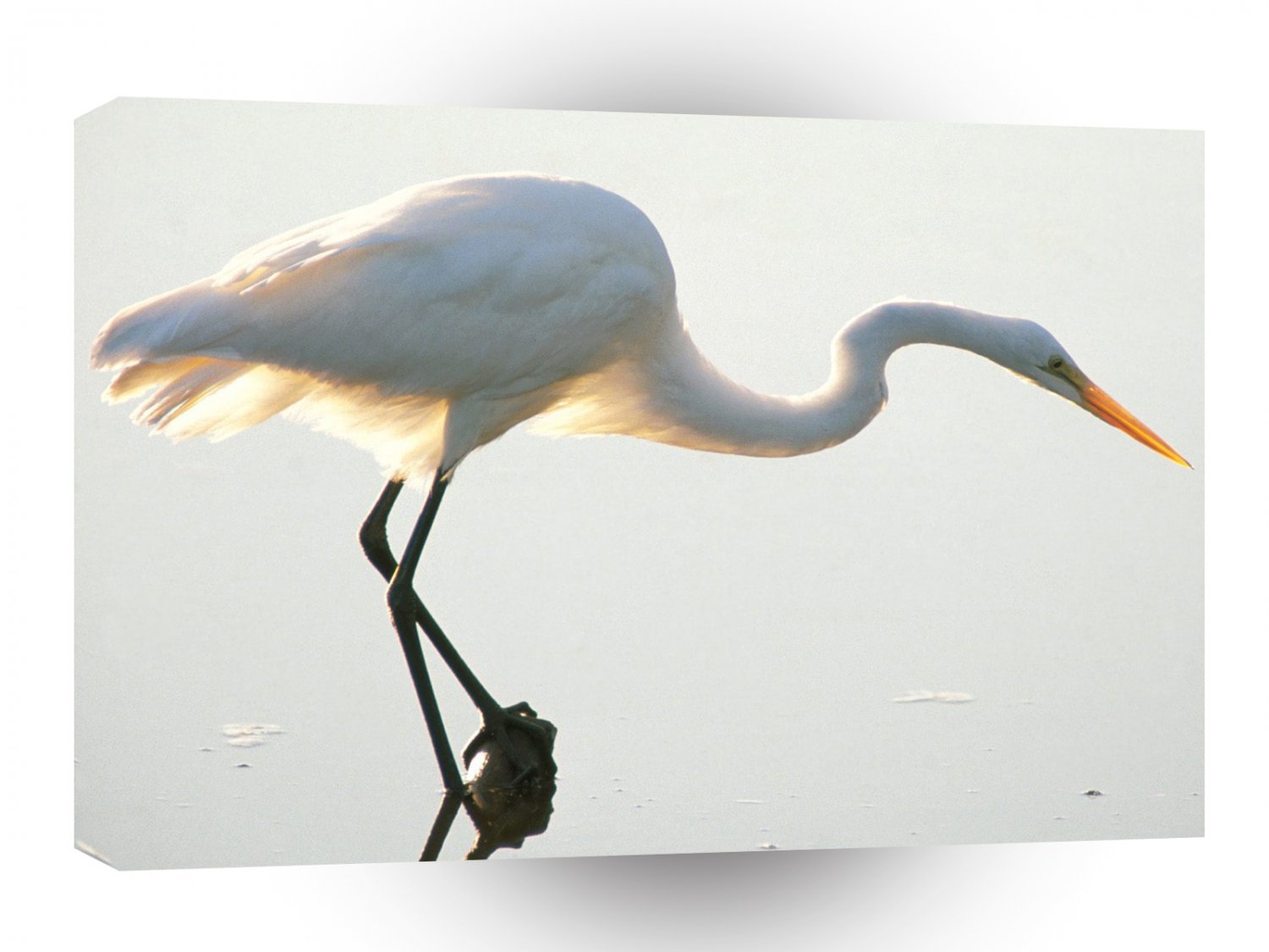 Bird Great Egret A1 Xlarge Canvas