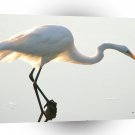 Bird Great Egret A1 Xlarge Canvas