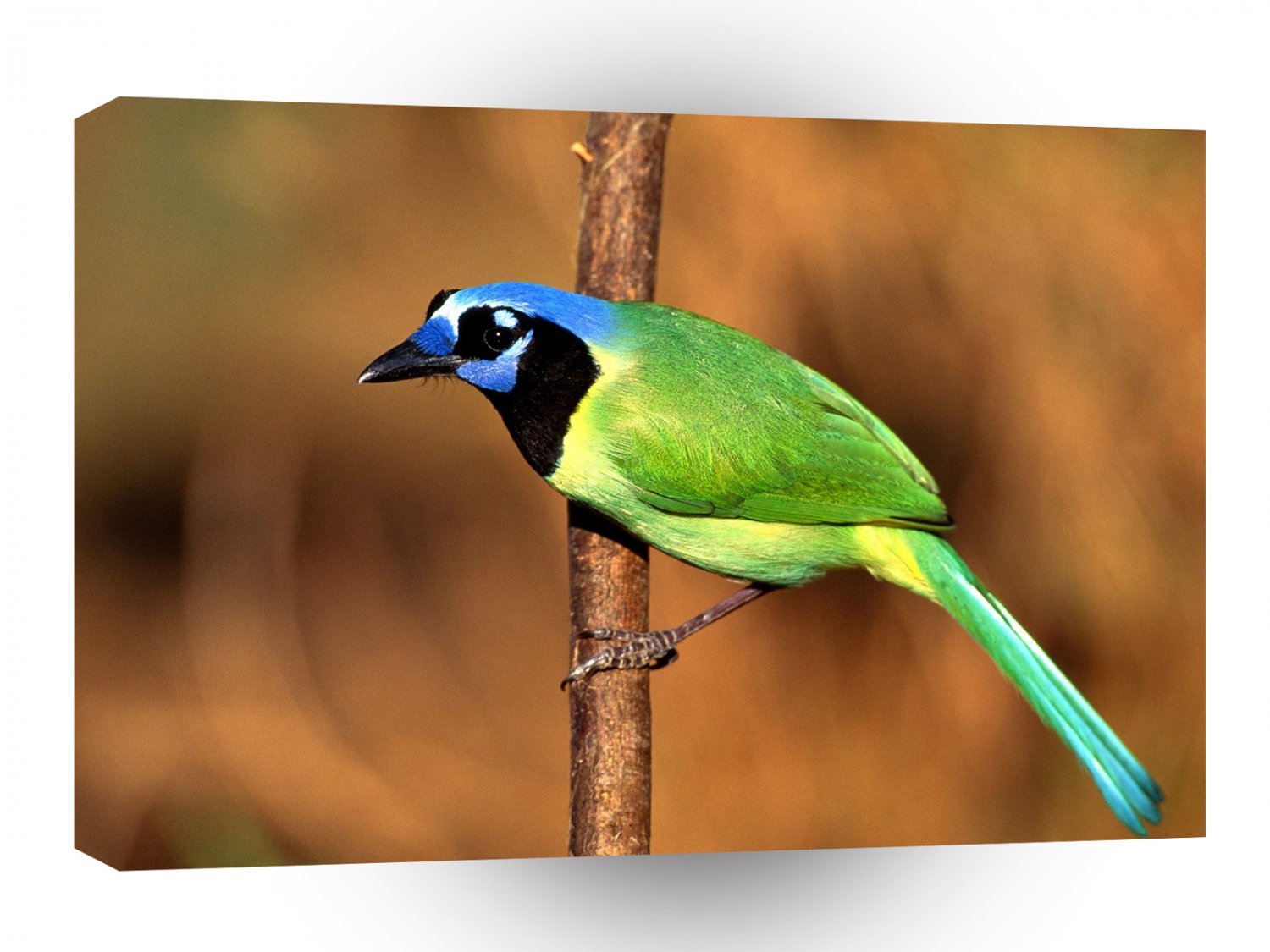 Bird Green Jay A1 Xlarge Canvas