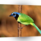 Bird Green Jay A1 Xlarge Canvas