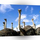 Bird Heads Up Ostrich Herd A1 Xlarge Canvas
