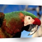 Bird Hybrid Macaw A1 Xlarge Canvas