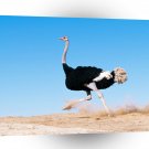 Bird Im Late Black Feathered Ostrich A1 Xlarge Canvas