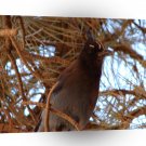 Bird In Bryce Canyon A1 Xlarge Canvas