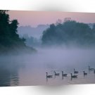 Bird In The Morning Mist Canada Geese A1 Xlarge Canvas