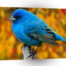 Bird Indigo Bunting A1 Xlarge Canvas