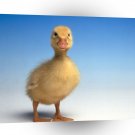 Bird Just Ducky A1 Xlarge Canvas