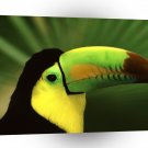 Bird Keel Billed Toucan A1 Xlarge Canvas