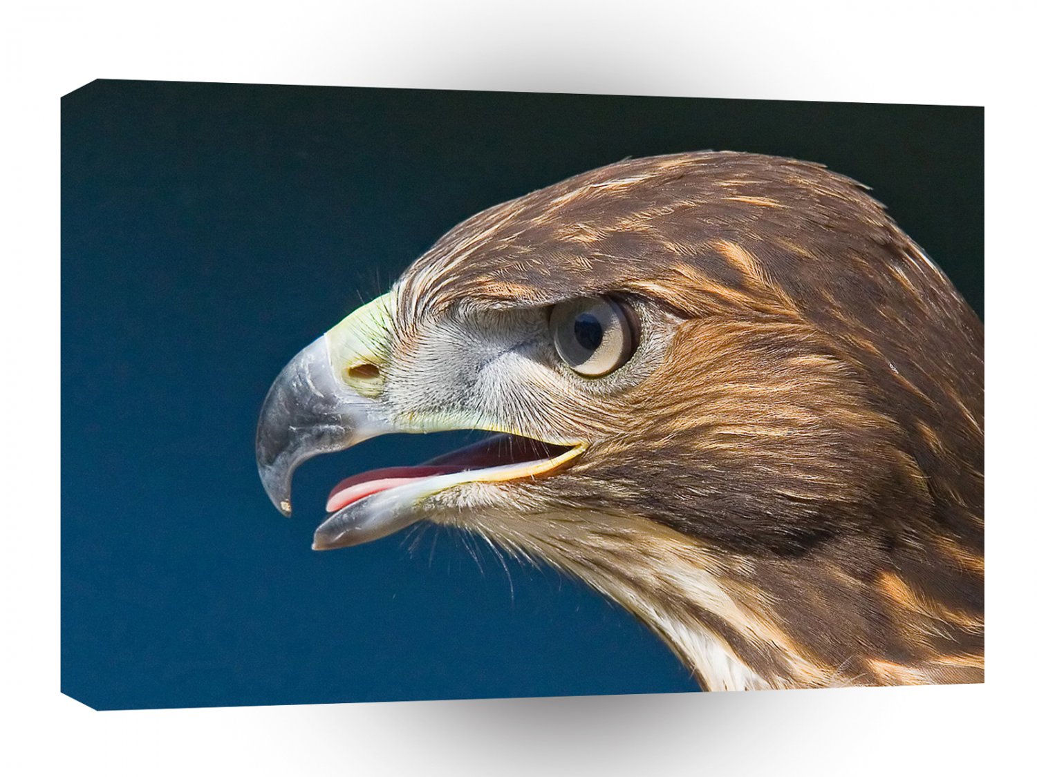 Bird Kodo Falcon Dinner Time A1 Xlarge Canvas