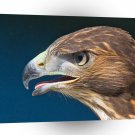 Bird Kodo Falcon Dinner Time A1 Xlarge Canvas