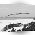 Bird Laysan Albatross Midway Island A1 Xlarge Canvas