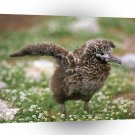 Bird Laysan Albatross Midway Island Air A1 Xlarge Canvas