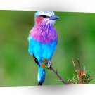 Bird Lilac Breasted Roller Africa A1 Xlarge Canvas