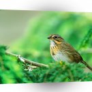Bird Lincolns Sparrow A1 Xlarge Canvas