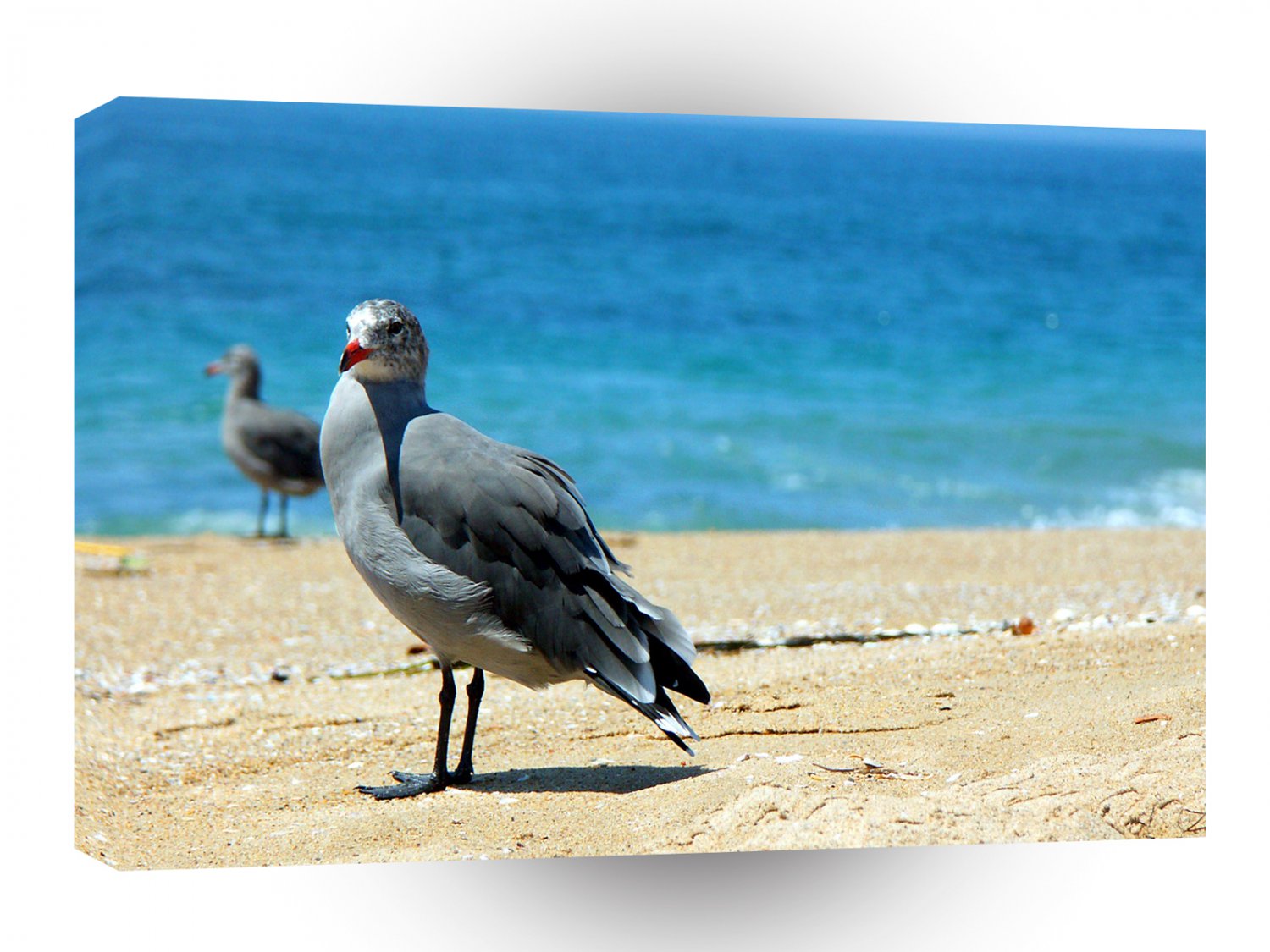 Bird Locals Only A1 Xlarge Canvas