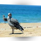 Bird Locals Only A1 Xlarge Canvas