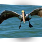 Bird Look Out Brown Pelican A1 Xlarge Canvas