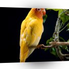 Bird Lovebird A1 Xlarge Canvas