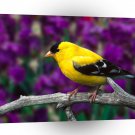 Bird Male American Goldfinch A1 Xlarge Canvas