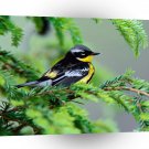 Bird Male Magnolia Warbler A1 Xlarge Canvas