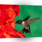 Bird Male Ruby Throated Hummingbird A1 Xlarge Canvas