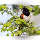 Bird Male Rufous Sided Towhee A1 Xlarge Canvas