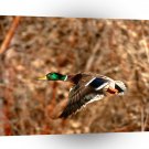 Bird Mallard Duck Drake In Flight A1 Xlarge Canvas