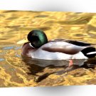 Bird Mallard Duck Indianapolis Indiana A1 Xlarge Canvas