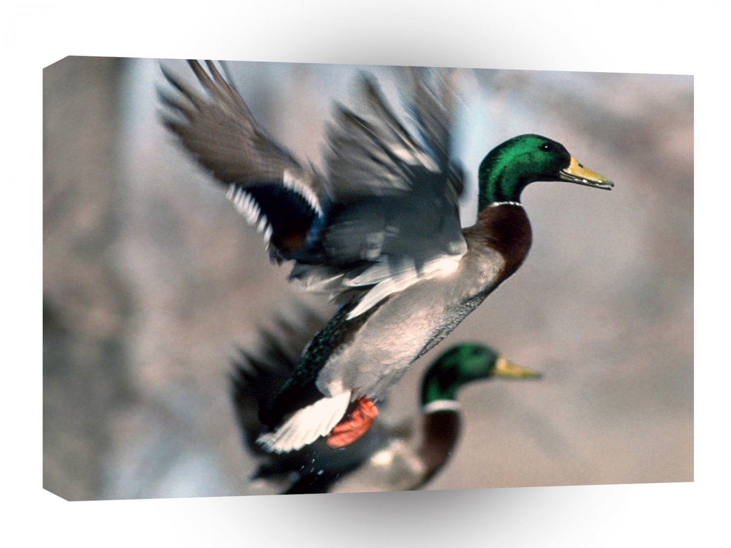 Bird Mallard Ducks A1 Xlarge Canvas