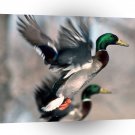 Bird Mallard Ducks A1 Xlarge Canvas