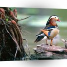 Bird Mandarin Drake A1 Xlarge Canvas