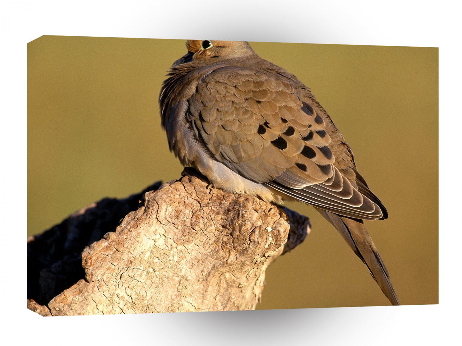 Bird Mourning Dove A1 Xlarge Canvas