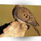 Bird Mourning Dove A1 Xlarge Canvas