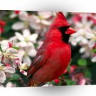 Bird Northern Cardinal A1 Xlarge Canvas