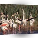 Bird Of A Feather A1 Xlarge Canvas
