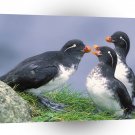 Bird Parakeet Auklets Alaska A1 Xlarge Canvas