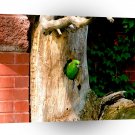 Bird Parrott In The Hole A1 Xlarge Canvas