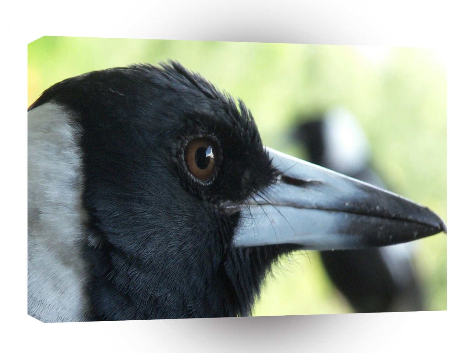 Bird Pecking Order A1 Xlarge Canvas