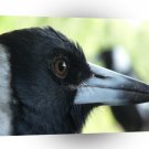 Bird Pecking Order A1 Xlarge Canvas
