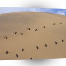 Bird Pelican Pattern Namibia Africa A1 Xlarge Canvas
