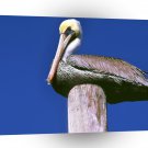 Bird Pelican Santa Monica California A1 Xlarge Canvas