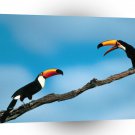 Bird Pete And Repeat Toco Toucans A1 Xlarge Canvas