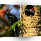 Bird Pileated Woodpeckers A1 Xlarge Canvas